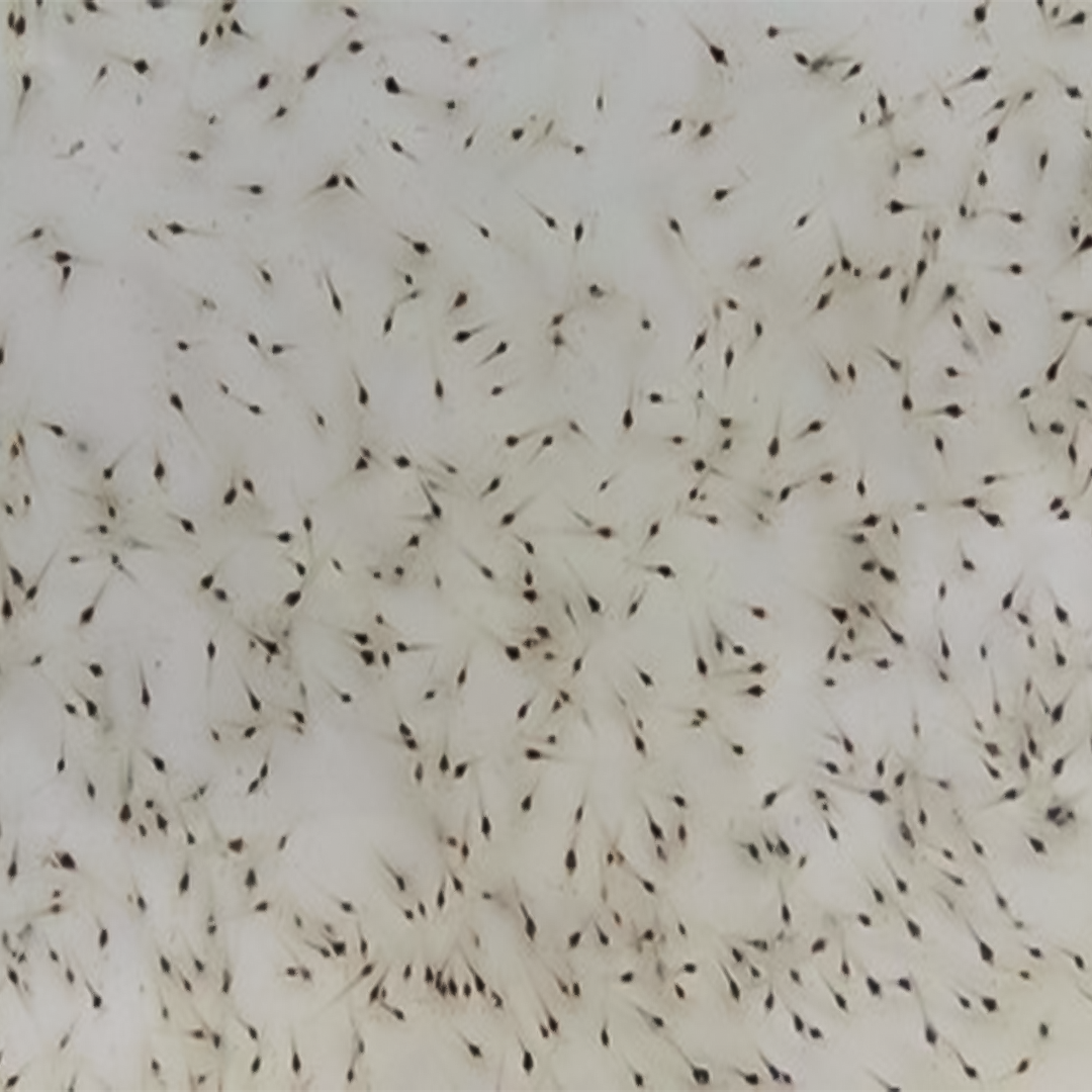 Black tiger shrimp postlarvae