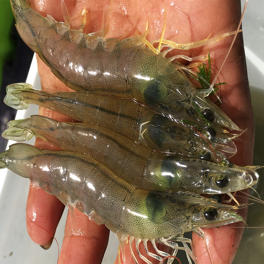 Pacific white shrimp postlarvae